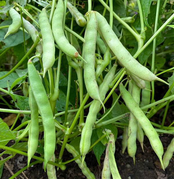 Growing Black Beans: A Seed To Harvest Guide