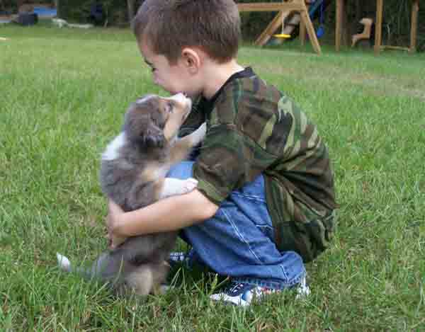 Border Collies And Children: Are They Good With Them?