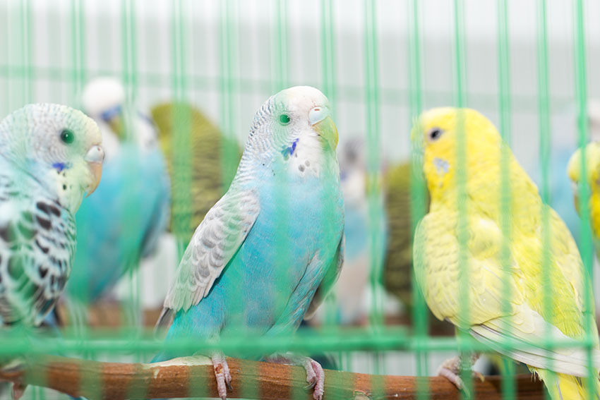 Keeping Budgies In A Cage | Budgie Keeping | Budgies | Guide | Omlet Uk