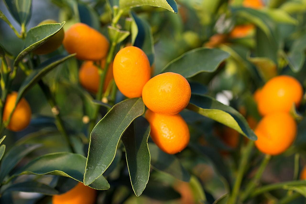 Calamondin Orange Poisoning In Cats - Symptoms, Causes, Diagnosis,  Treatment, Recovery, Management, Cost