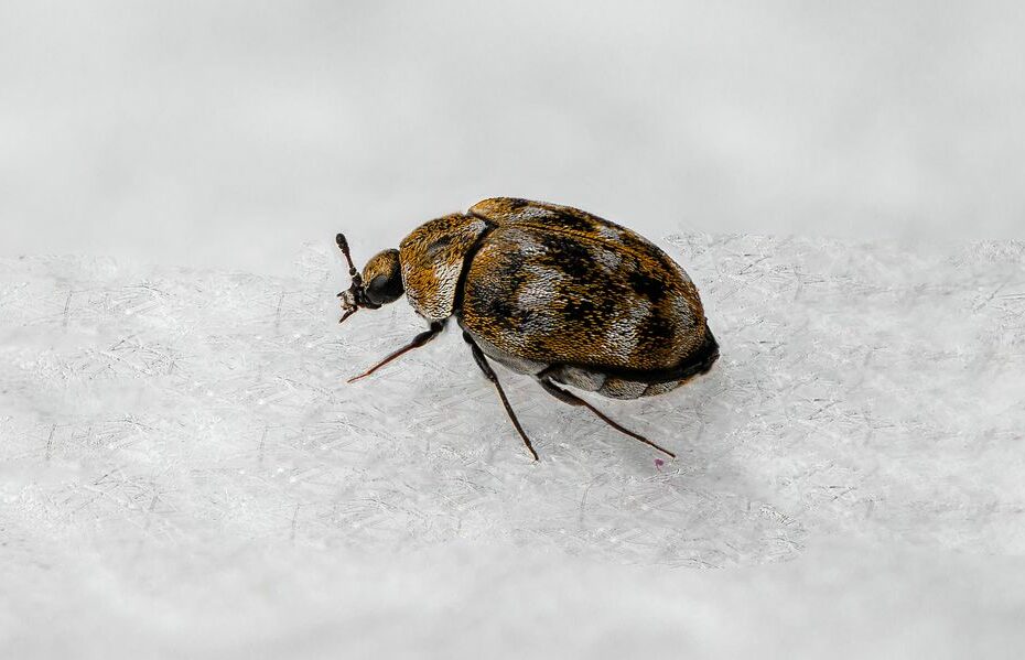 Carpet Beetles: Signs You Have An Infestation & How To Get Rid