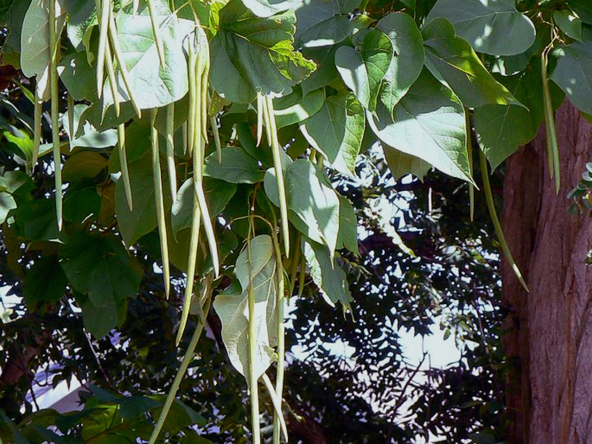 Catalpa Tree Facts, Uses, And Planting Tips - Dengarden