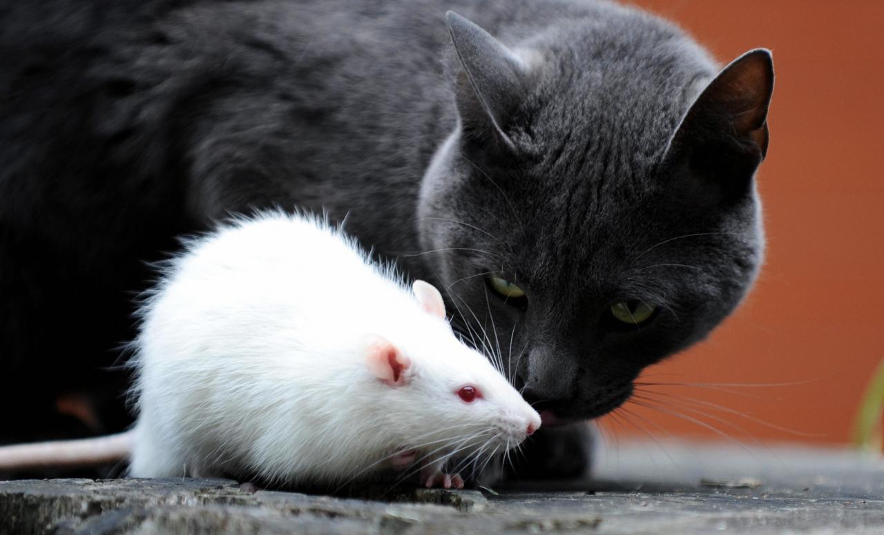 Cats Bad At Nabbing Rats But Feast On Other Beasts | Wired