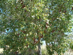 Australian Bottle Tree Info Help! Are There Seed Pods?