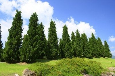 Cedar Pine Facts - Cedar Pine Tree Information And Planting Tips