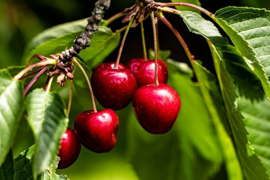 Growing Cherry Trees: Planting Cherry Trees In Your Garden