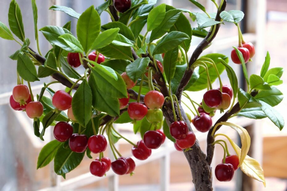 Caring For Potted Cherry Trees - How To Grow Cherry Trees In Containers
