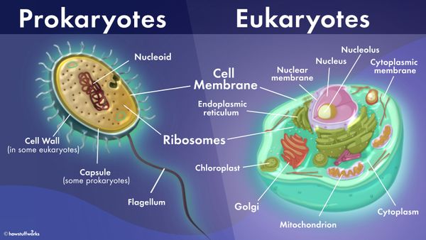 Centrioles: You Can'T Divide Cells Without Them | Howstuffworks