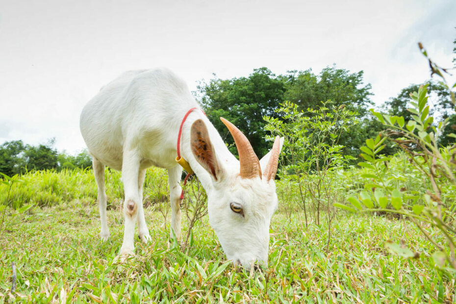 No, Goats Do Not Eat Tin Cans - Modern Farmer