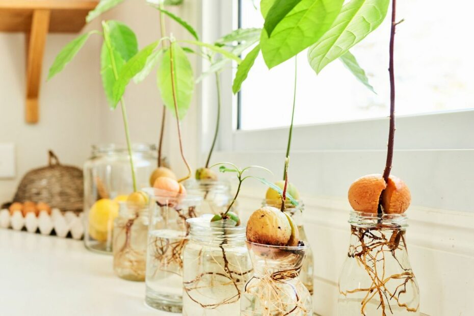 How To Grow An Avocado Tree From The Pit - Grow Avocado From Seed
