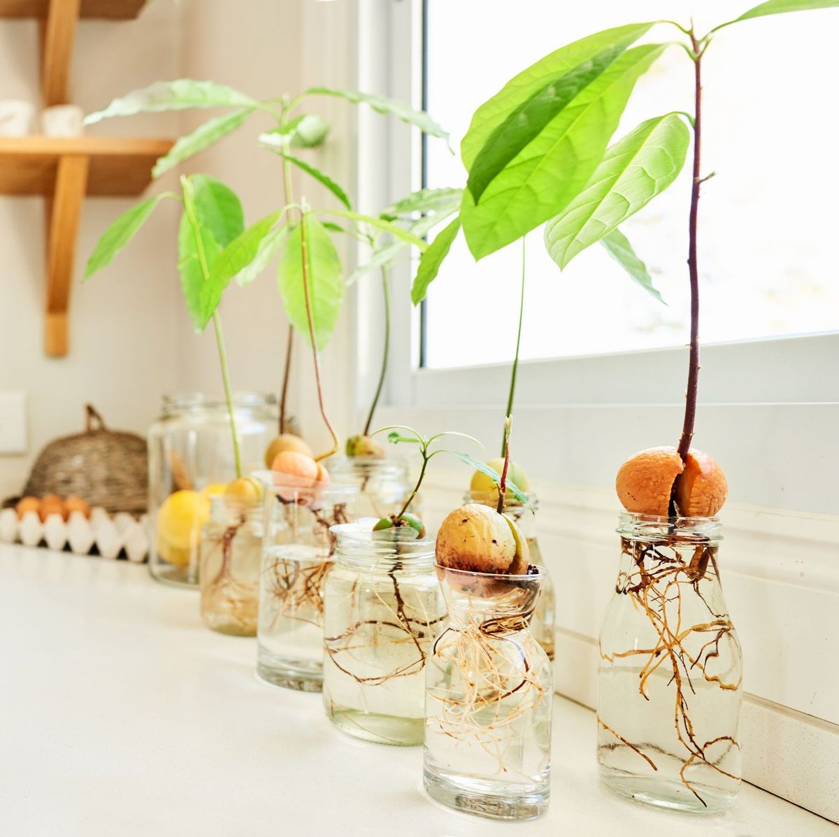 How To Grow An Avocado Tree From The Pit - Grow Avocado From Seed