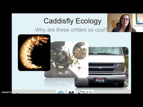 Caddisfly Ecology: Why Are These Critters so Cool?