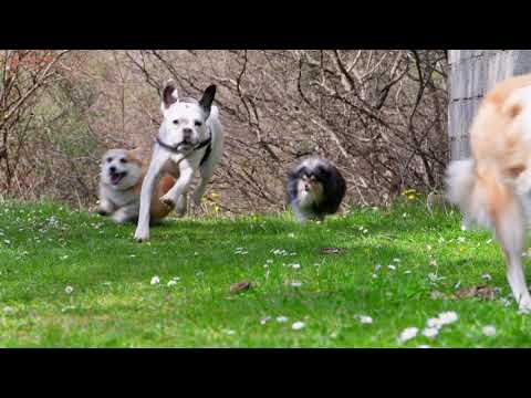 Pet Friendly Aluminum Fence