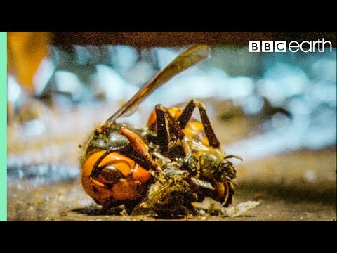 Bees Kill A Giant Hornet With Heat | Buddha, Bees and The Giant Hornet Queen | BBC Earth