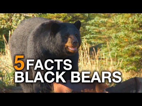 5 FACTS | Black Bears (True Facts)