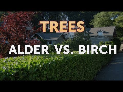 Alder Vs. Birch - Youtube