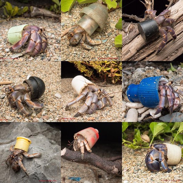 What Is The Life Cycle Hermit Crabs, And Are They Usually Born With Shells?  - Quora