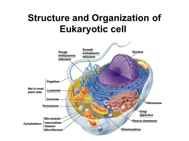 Are Centrioles Part Of The Cytoskeleton? - Quora