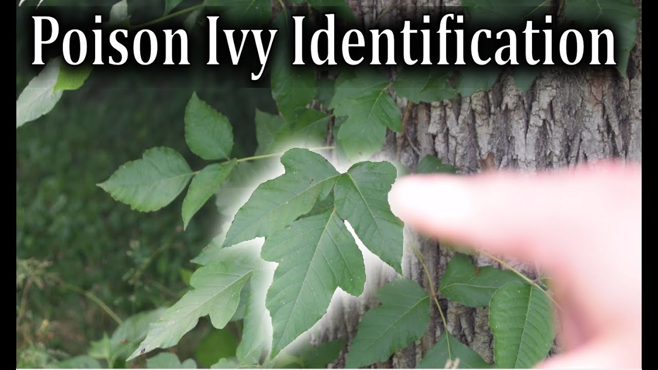 Poison Ivy Identification - How To Identify Poison Ivy Plants - Youtube