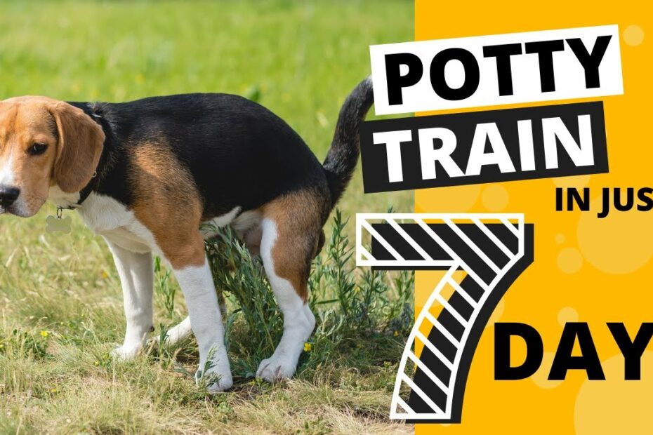 How To Potty Train Your Beagle In 7 Days - Youtube