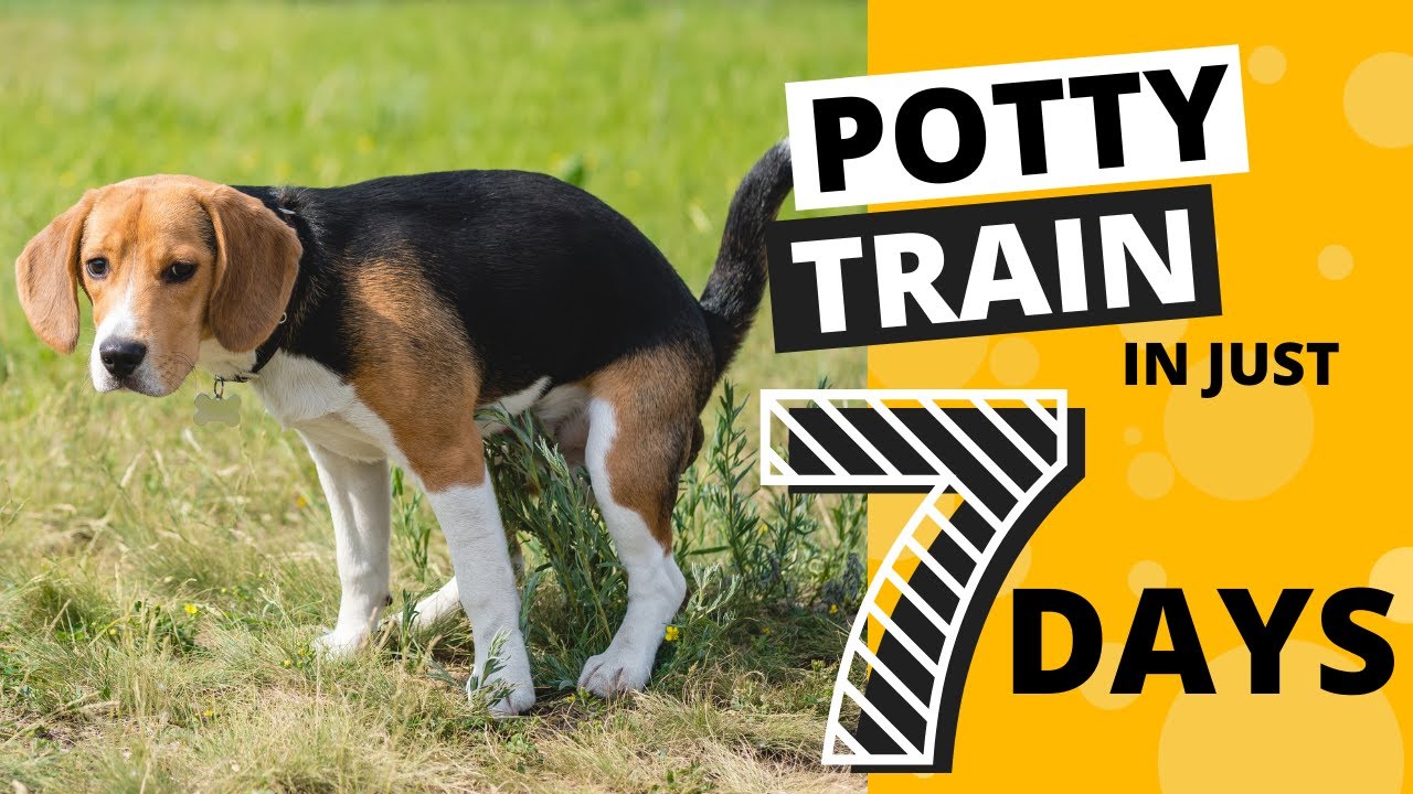 How To Potty Train Your Beagle In 7 Days - Youtube