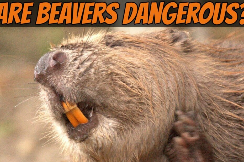 How Dangerous Is The Beaver? - Youtube