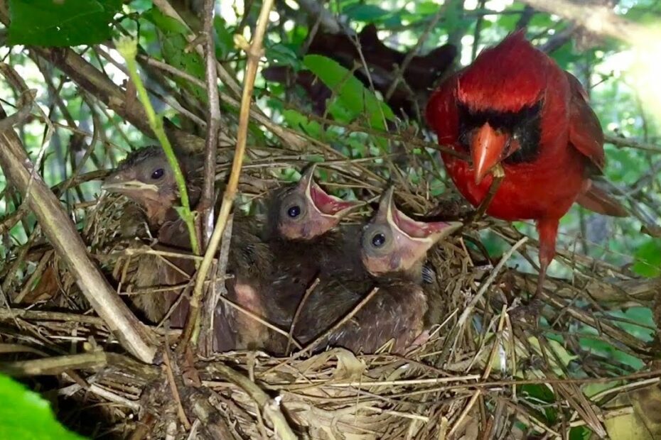 All About Baby Cardinals With Photos & Videos