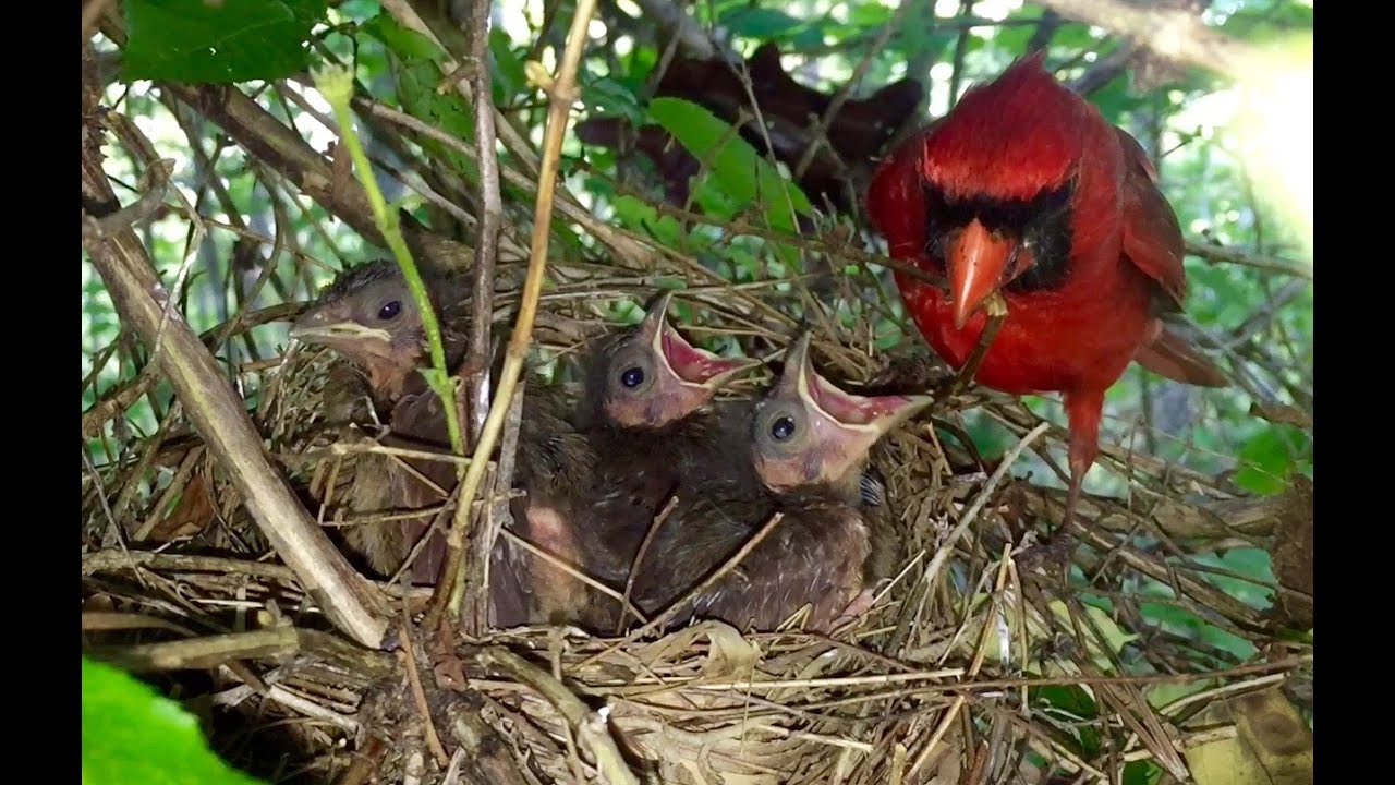 All About Baby Cardinals With Photos & Videos