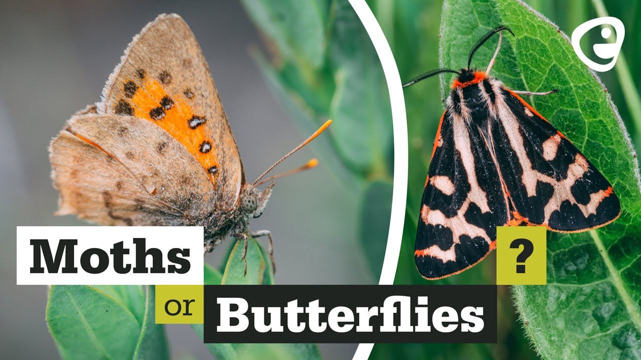 What'S The Difference Between Moths And Butterflies? - Youtube