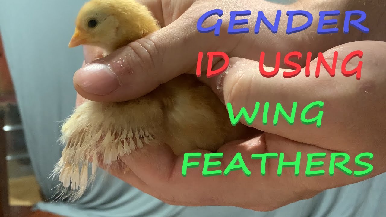 Chick Gender Determination Using Wings For American Standard Breeds -  Youtube