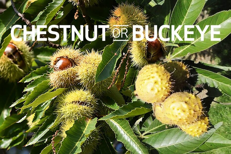 What Is A Buckeye Nut Good For?