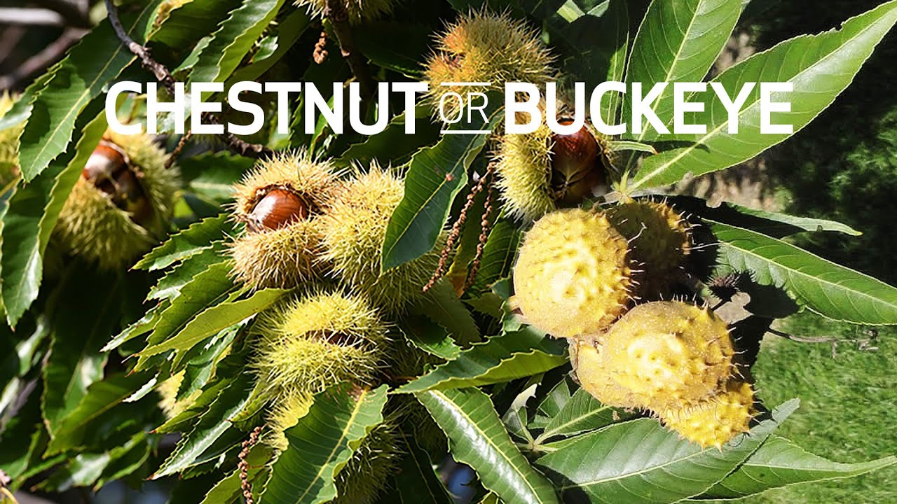 What Is A Buckeye Nut Good For?