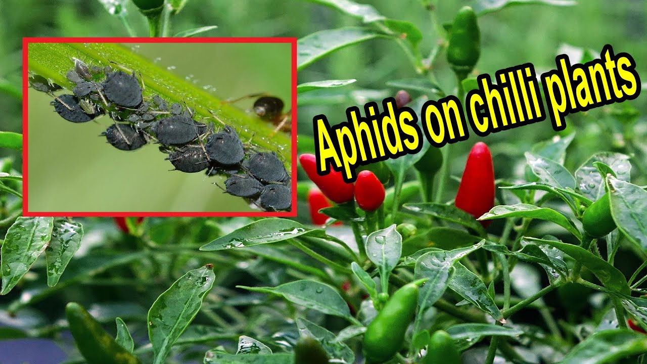 How To Get Rid Of Aphids On Chilli Plants – Remove Aphids From Chilli Plants  - Aphid Control Chilli - Youtube