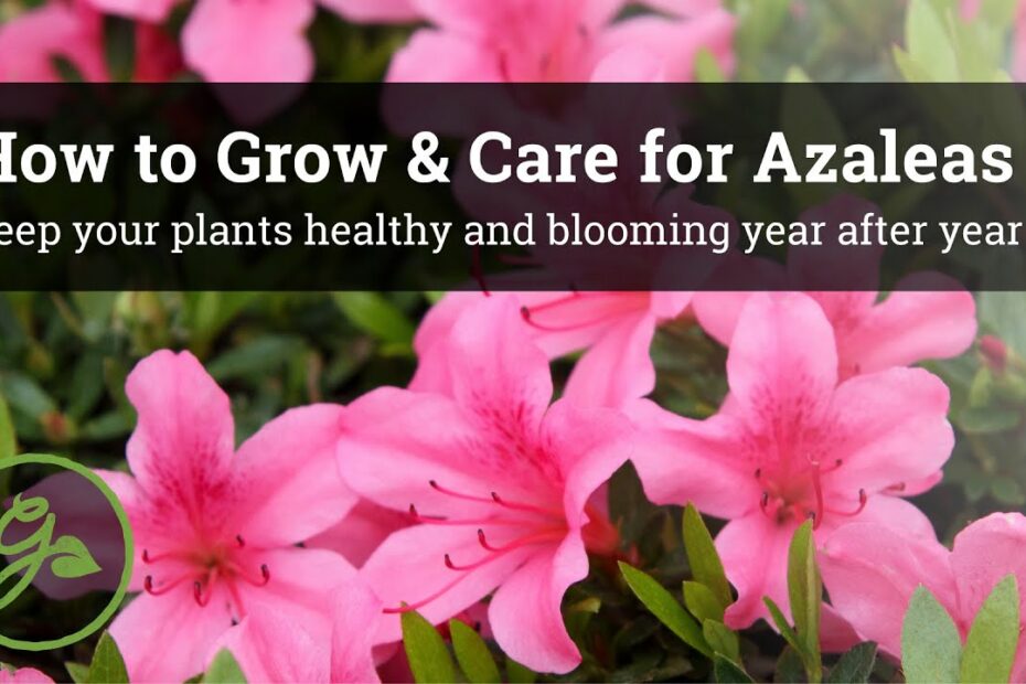 How To Grow & Care For Azaleas - Keep Your Plants Healthy & Blooming Year  After Year - Youtube