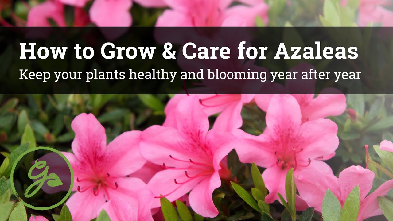 How To Grow & Care For Azaleas - Keep Your Plants Healthy & Blooming Year  After Year - Youtube