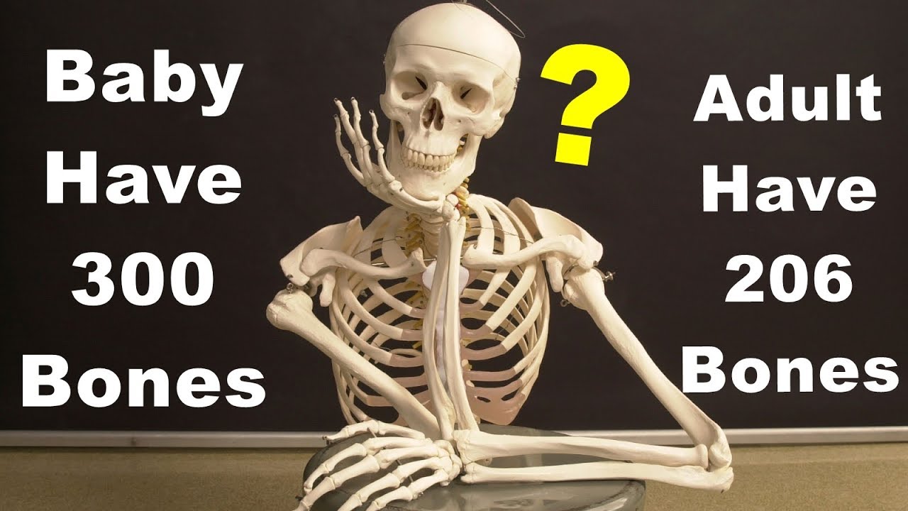 Babies Have 300 Bones But Adults Have 206 Bones ? | Some Random Facts -  Youtube