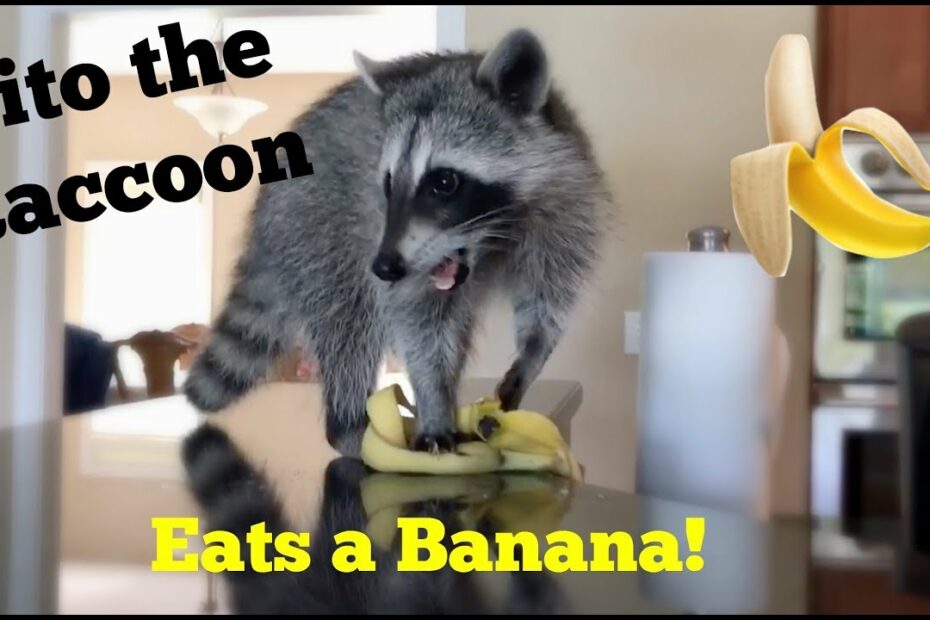 Tito The Raccoon Eats A Banana! - Youtube