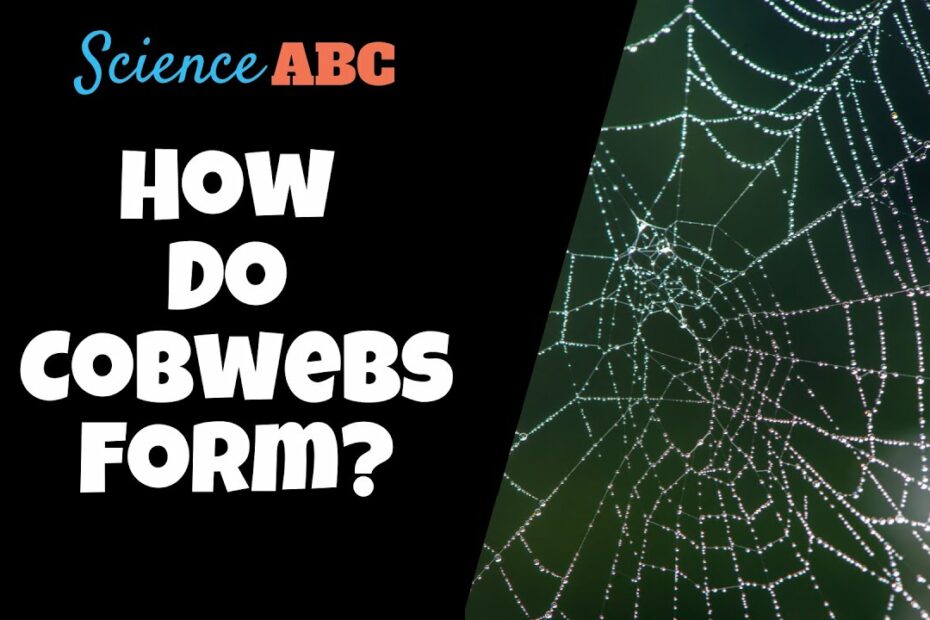 What Is The Cause Of Cobwebs? How Are Cobwebs Created?