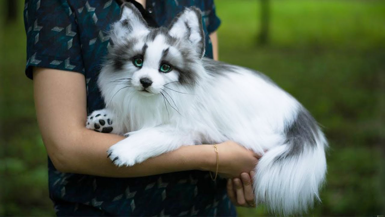 Canadian Marble Fox - Animals Around The Globe