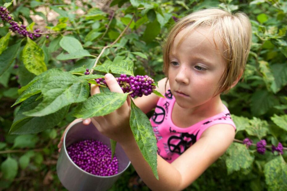 Beautyberries' Powers Go Beyond Good Looks