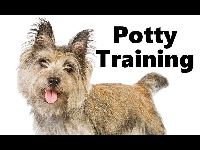 How To Potty Train A Cairn Terrier Puppy - Cairn Terrier House Training  Tips - Cairn Terrier Puppies - Youtube