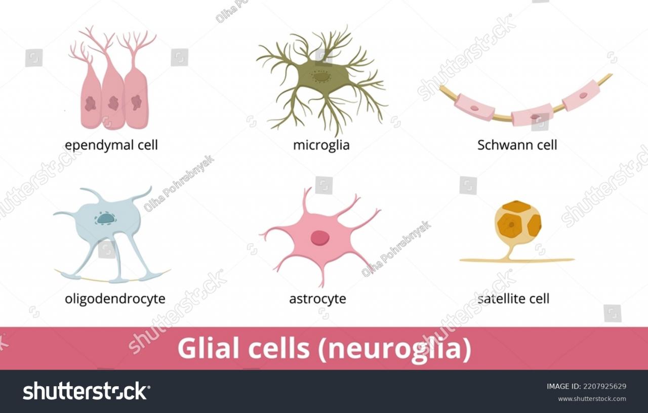 165 Oligodendrocyte Images, Stock Photos & Vectors | Shutterstock