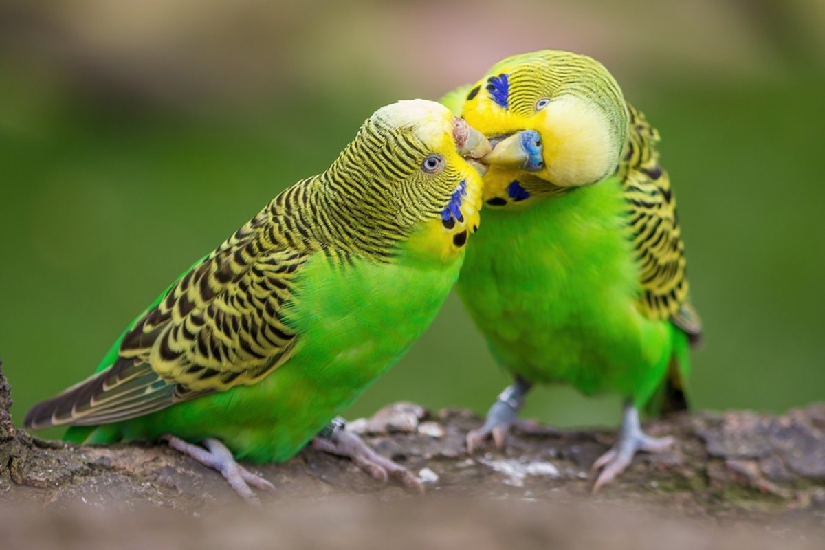 Why Budgies Are Better In Pairs - Pethelpful