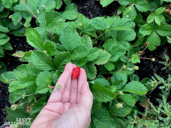 Alpine Strawberries: How To Grow From Seed Or Transplants