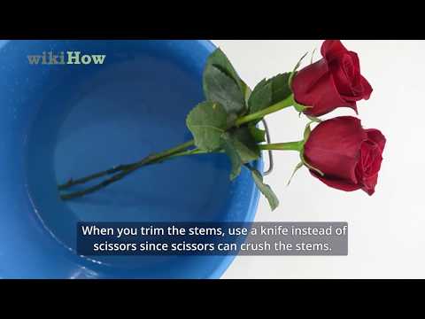 How to Keep Roses Fresh