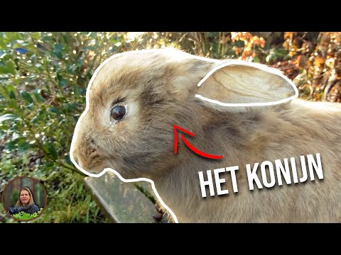 Alles Wat Je Moet Weten Over Het KONIJN! - Juf in de Natuur