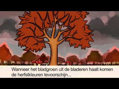 Waarom veranderen bomen in de herfst? | Het Klokhuis