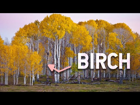 BIRCH - 5 Things you Didn't Know About this Amazing Tree