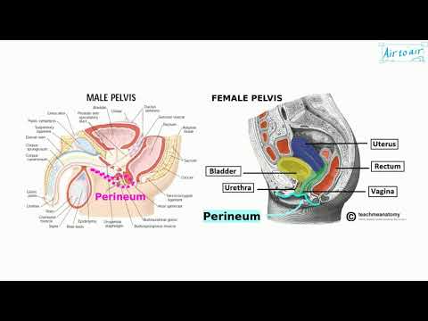 perineum