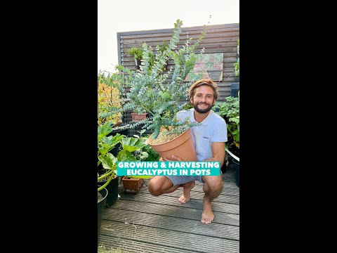 Growing Eucalyptus in pots & using it!